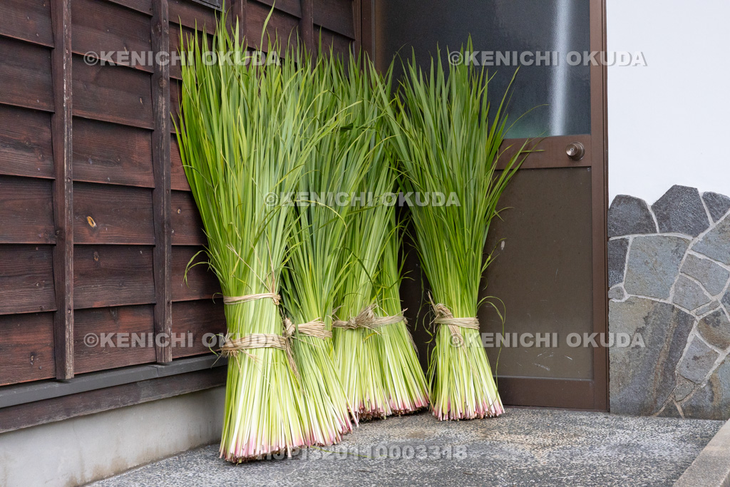 兵庫県 但馬久谷の菖蒲綱引き 菖蒲