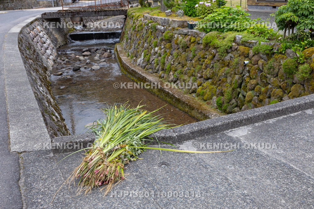 兵庫県 但馬久谷の菖蒲綱引き おろされた菖蒲