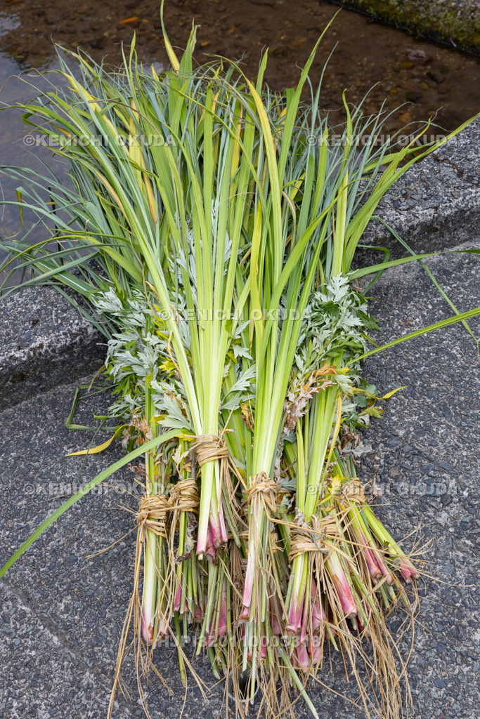 兵庫県　但馬久谷の菖蒲綱引き　おろされた菖蒲
